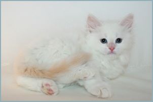 Male Siberian Kitten from Deedlebug Siberians